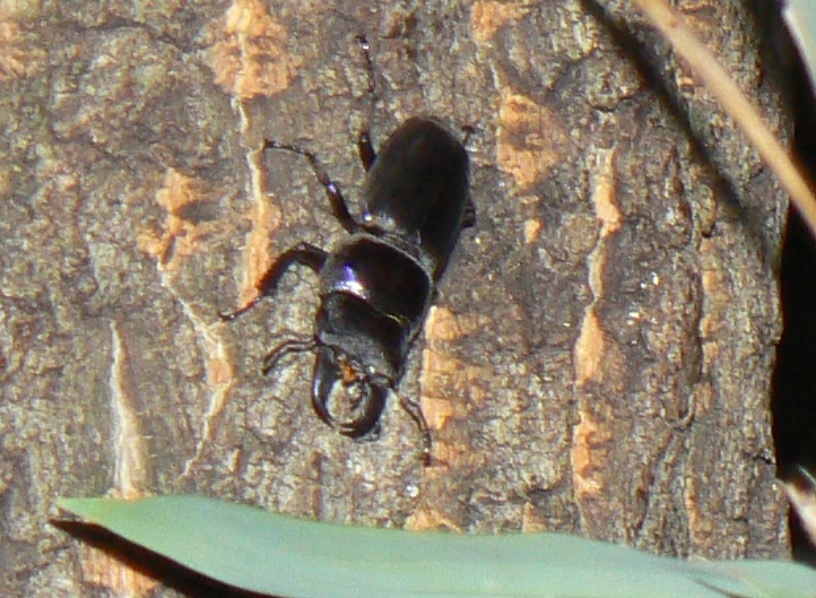 大木クヌギ_目線右上_ヒラタクワガタ1♂_2021年6月28日20時20分頃 気温25度